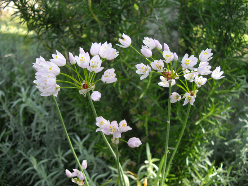 Allium roseum (rosy garlic)