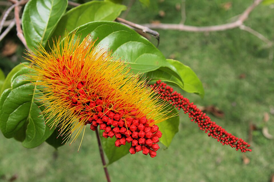 Combretum (Bushwillows) (alternate view 2)