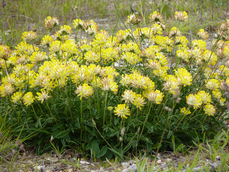 Anthyllis vulneraria (Common Kidney-Vetch)