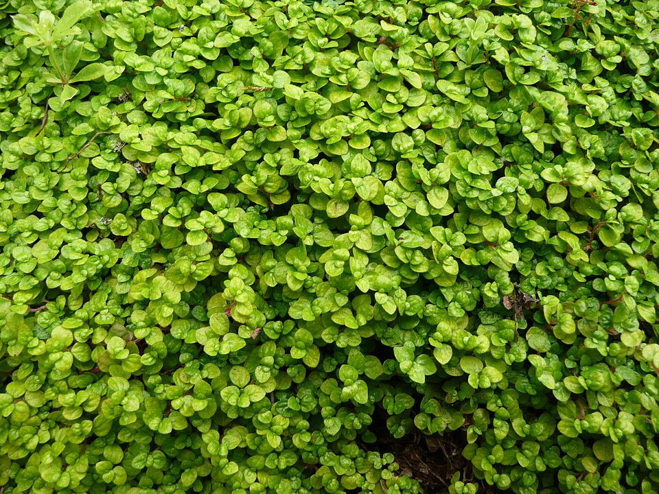 Soleirolia soleirolii (Baby's tears)