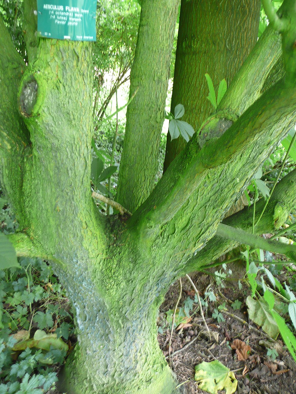 Aesculus flava (Yellow Buckeye) (alternate view 6)