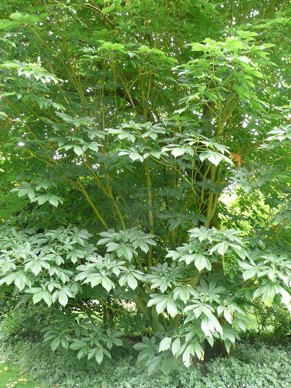 Aesculus flava (Yellow Buckeye) (alternate view 7)