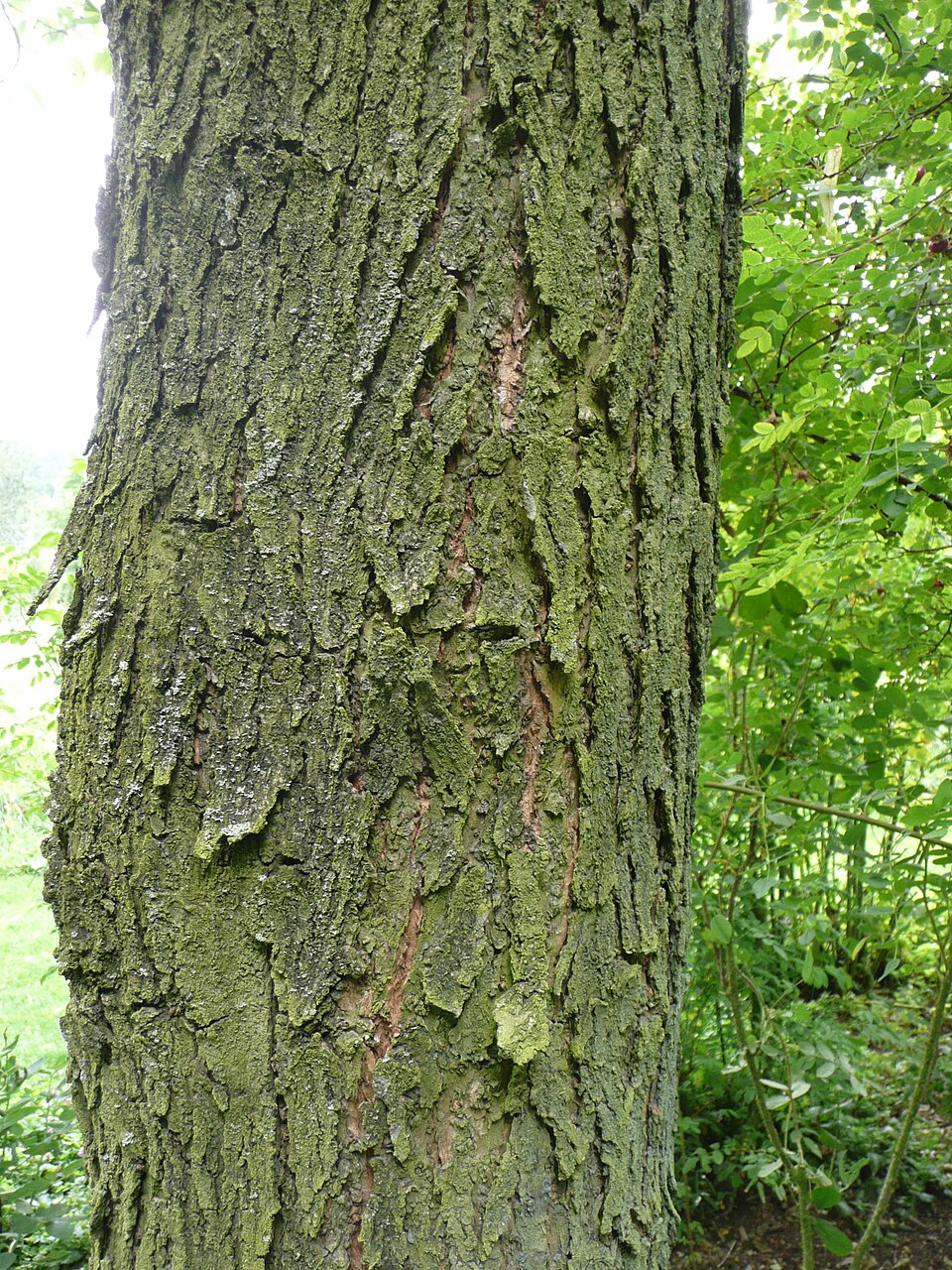 Catalpa speciosa (Northern Catalpa) (alternate view 10)
