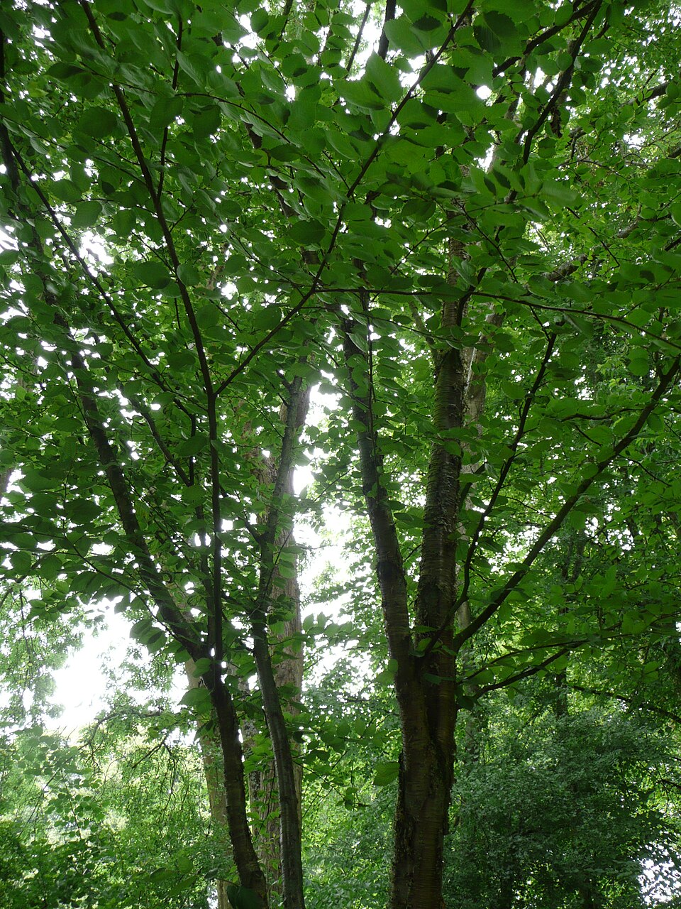 Betula alleghaniensis (Yellow Birch) (alternate view 4)