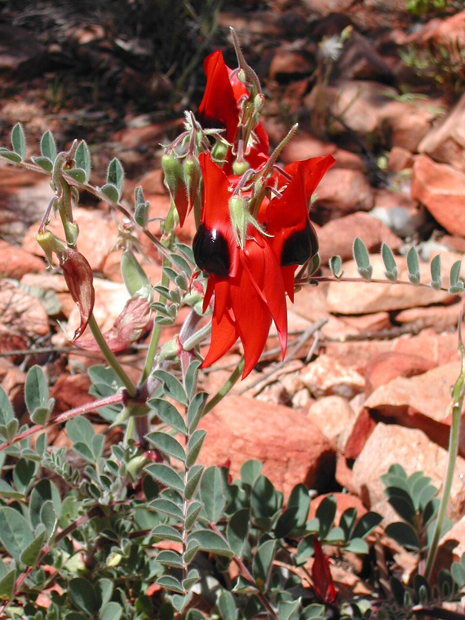 Swainsona formosa (Sturt's Desert Pea) (alternate view 7)