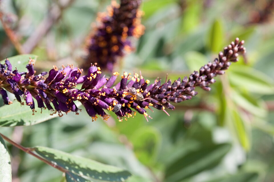 Amorpha canescens (leadplant) (alternate view 5)