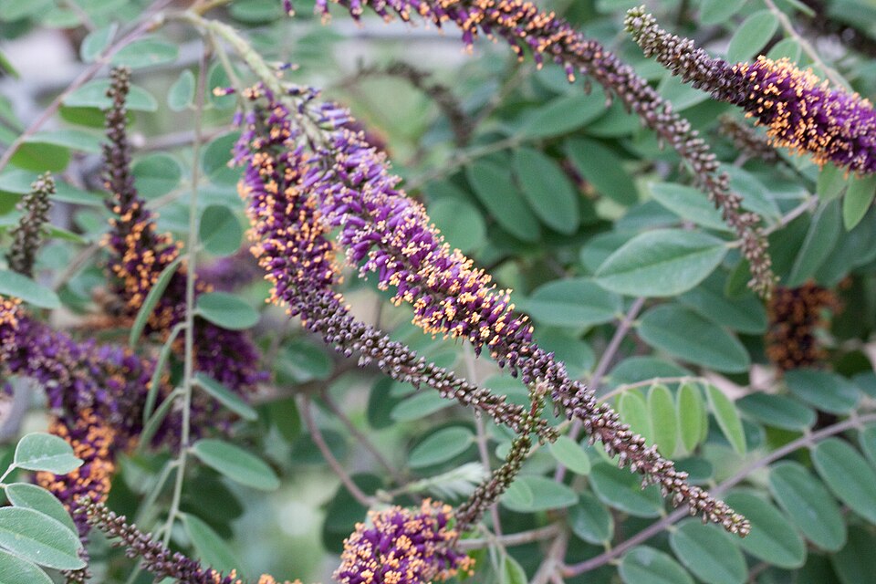 Amorpha canescens (leadplant) (alternate view 6)