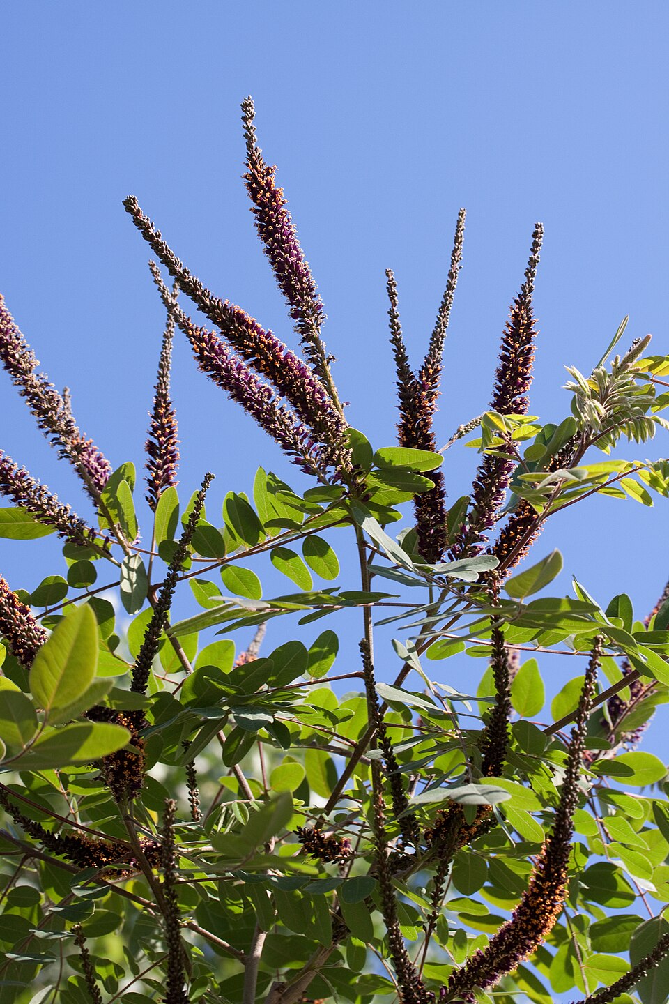 Amorpha canescens (leadplant) (alternate view 7)