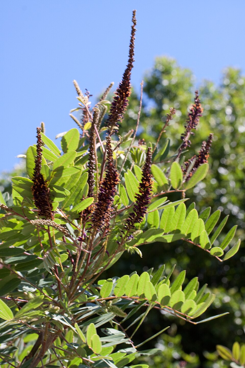 Amorpha canescens (leadplant) (alternate view 8)