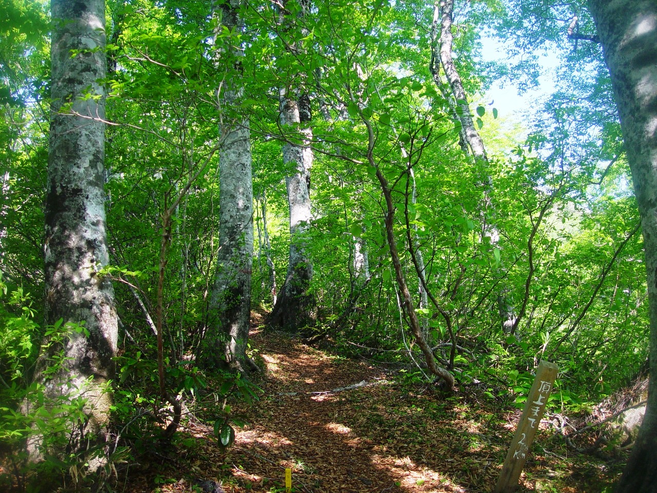 Fagus crenata, Japanese beech — upright deciduous (Fagaceae) (image 6 of 10)