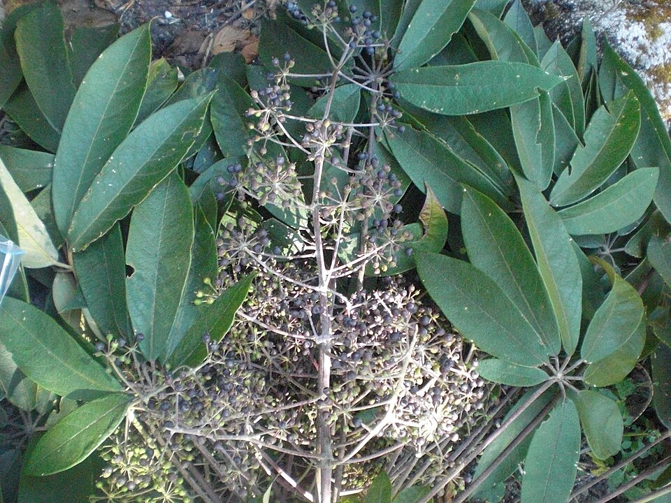 Heptapleurum (umbrella trees) (alternate view 4)