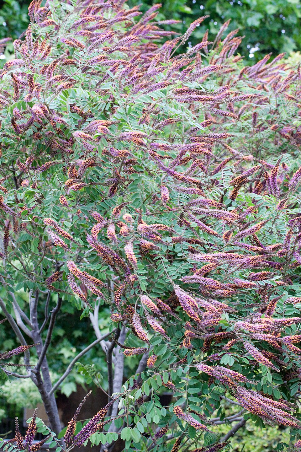 Amorpha canescens (leadplant) (alternate view 9)
