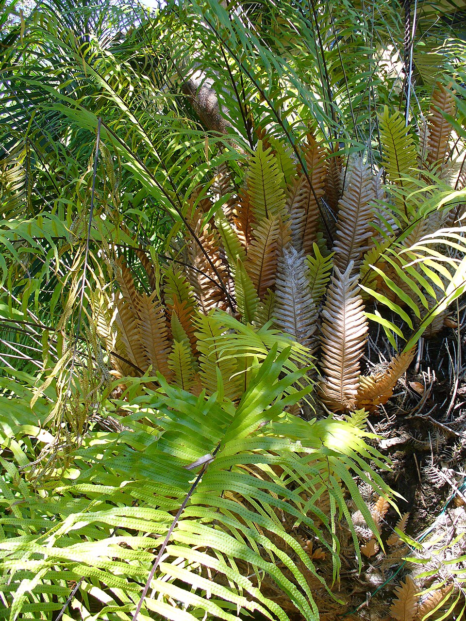 Drynaria rigidula (basket fern) (alternate view 6)