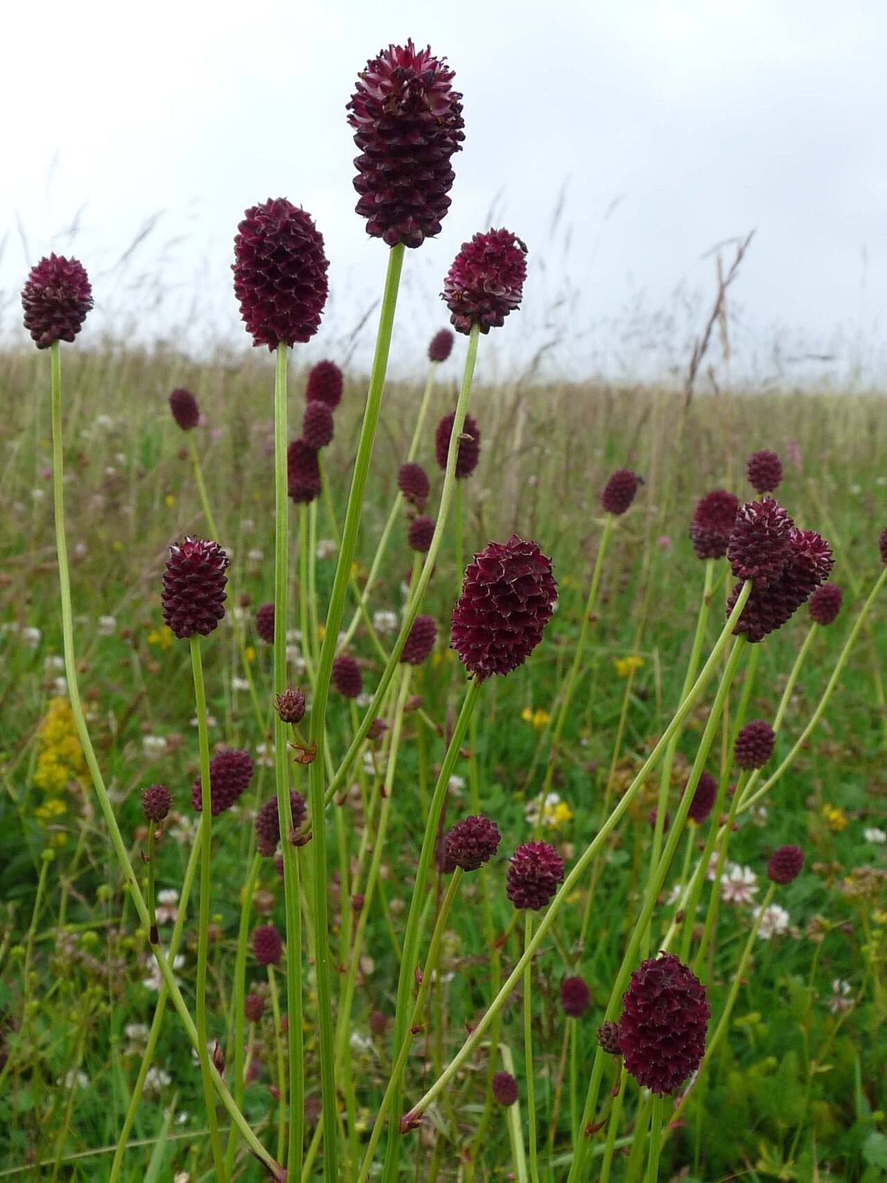 Sanguisorba officinalis, Great burnet — clumping deciduous (Rosaceae) (image 4 of 10)