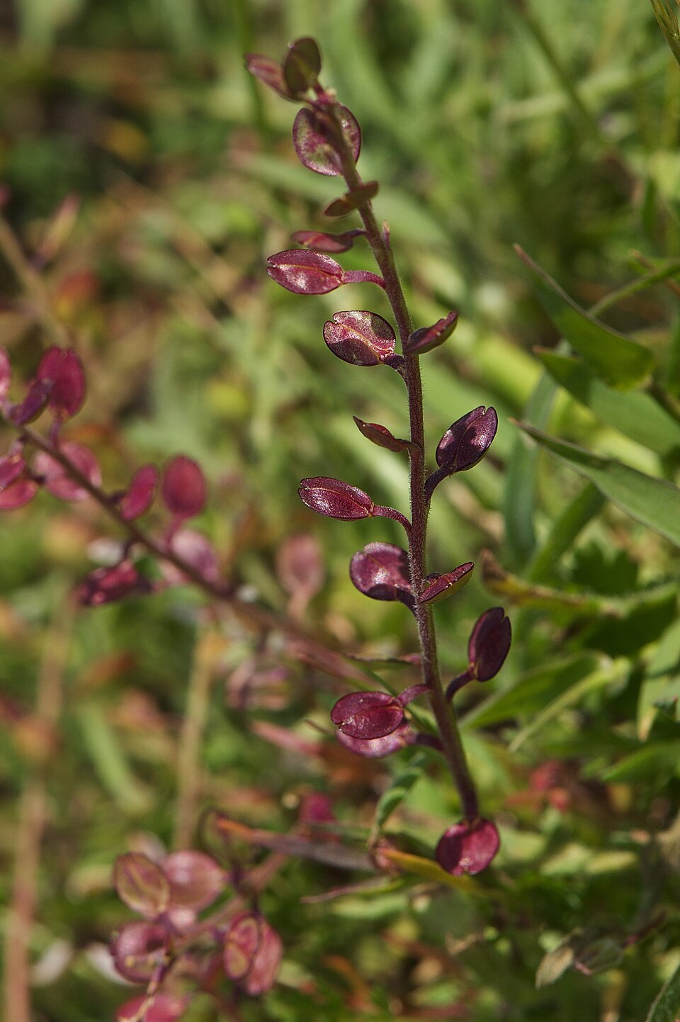 Lepidium nitidum (Shining Pepperweed) (alternate view 9)