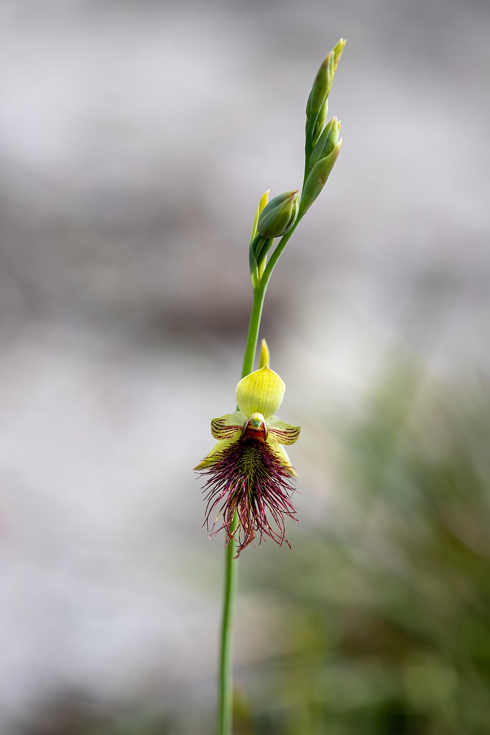 Calochilus paludosus (red beard orchid) (alternate view 8)