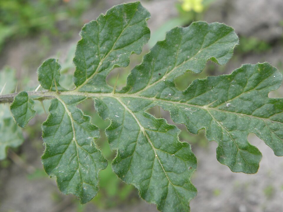 Solanum rostratum (buffalobur) (alternate view 10)