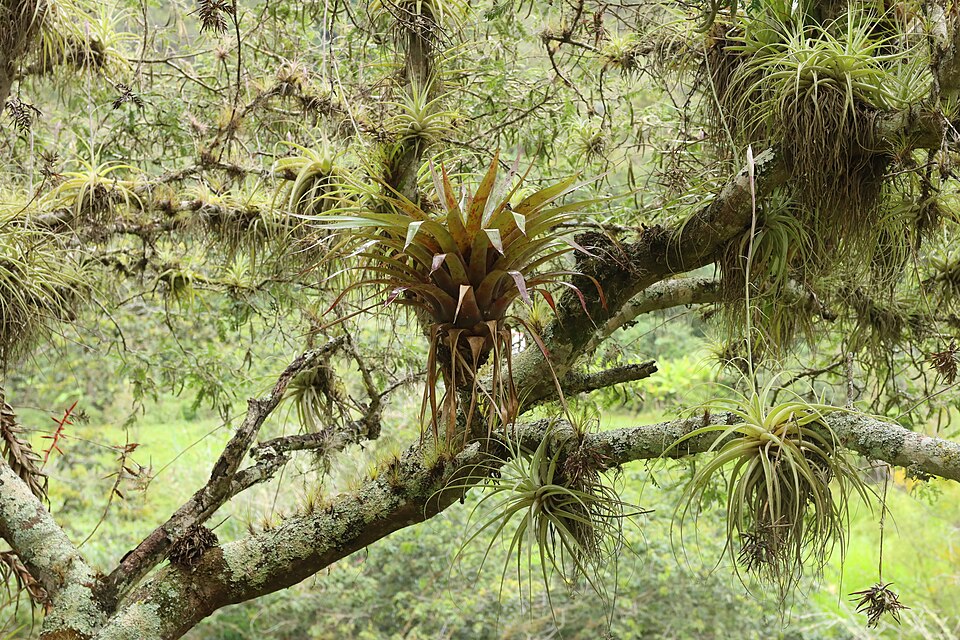Tillandsia (Air Plant) (alternate view 3)