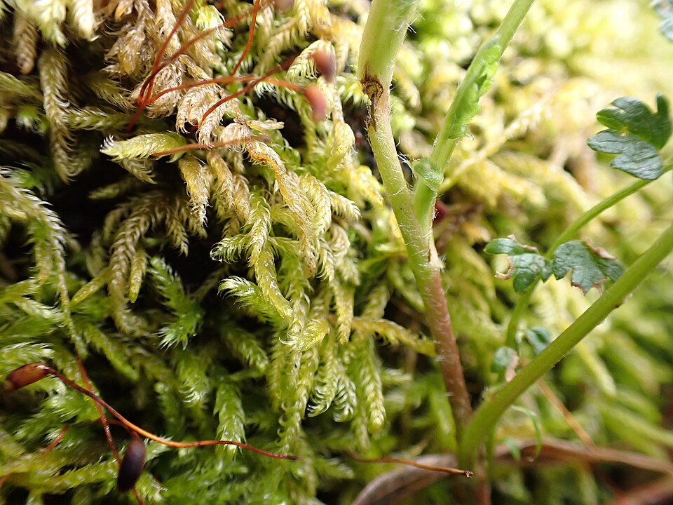 Brachythecium (alternate view 5)