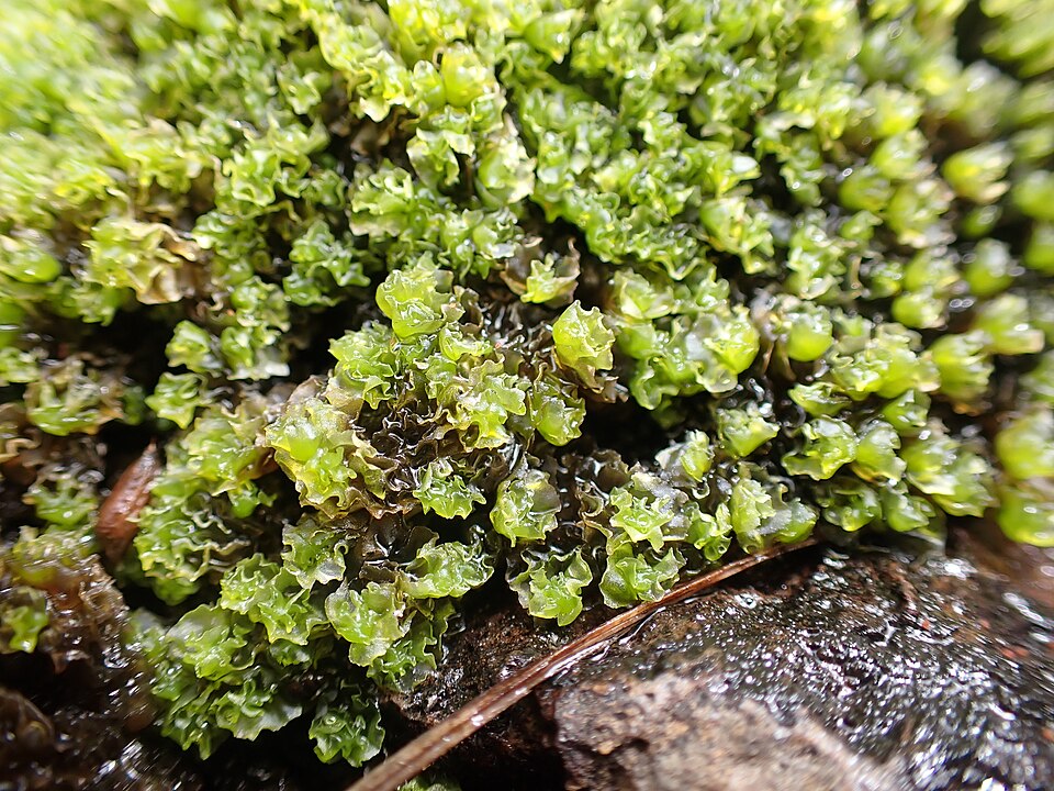 Fossombronia (Frillworts) (alternate view 3)