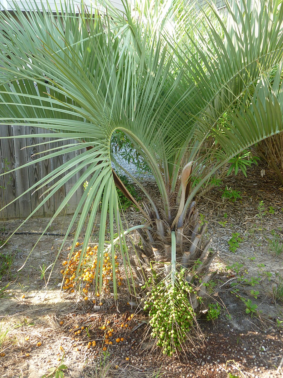 Butia capitata (Pindo Palm) (alternate view 7)
