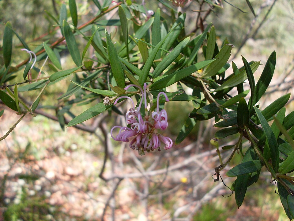 Grevillea sericea (Pink Spider Flower) (alternate view 7)