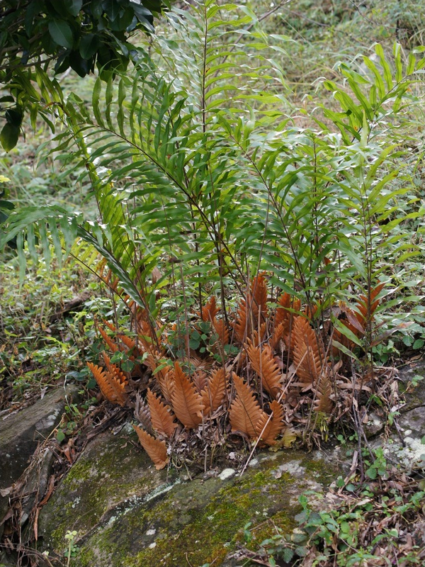 Drynaria rigidula (basket fern) (alternate view 7)