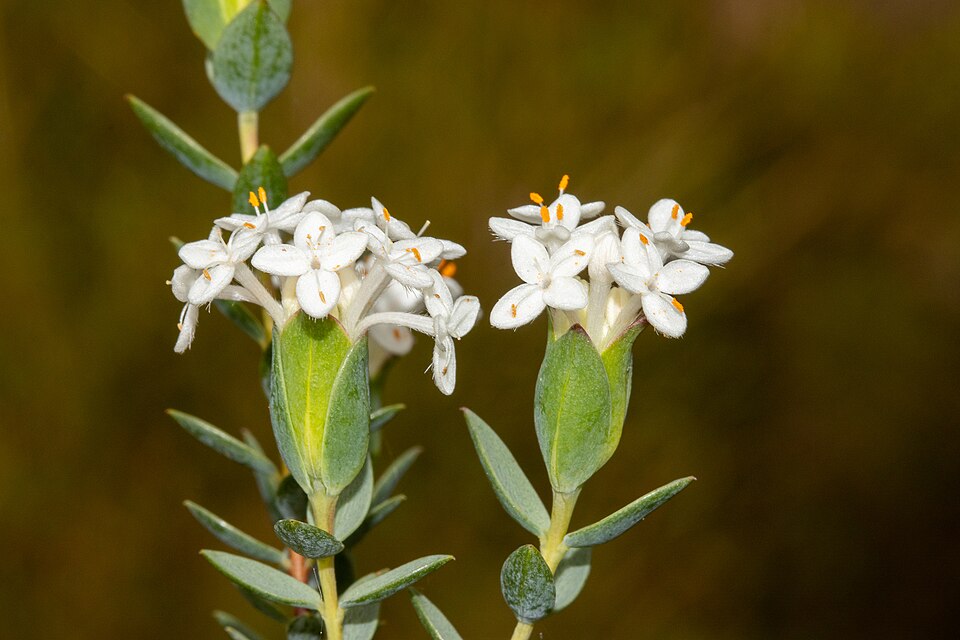 Pimelea glauca (smooth riceflower) (alternate view 9)