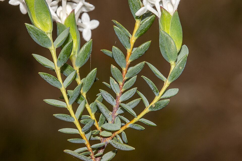Pimelea glauca (smooth riceflower) (alternate view 10)