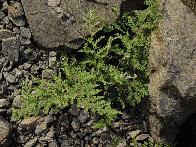 Cheilanthes lanosa (alternate view 3)