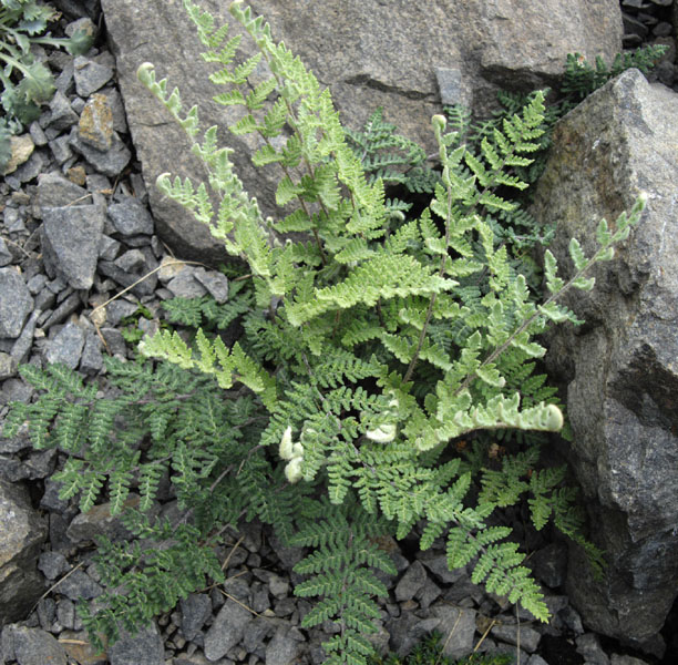 Cheilanthes lanosa (alternate view 4)