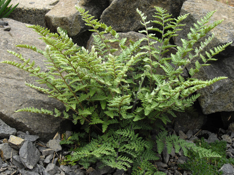 Cheilanthes lanosa (alternate view 5)