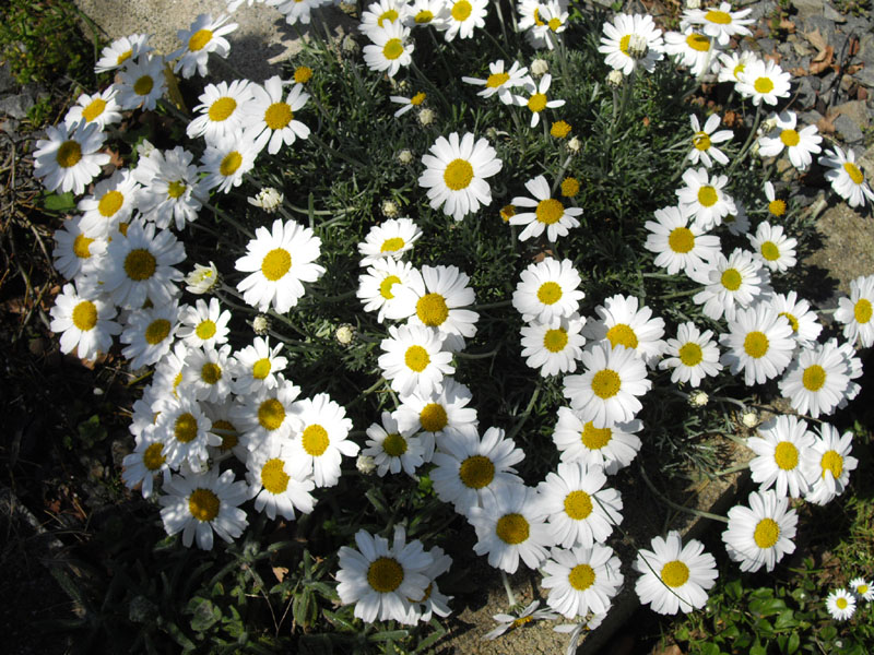 Rhodanthemum hosmariense (Moroccan Daisy)