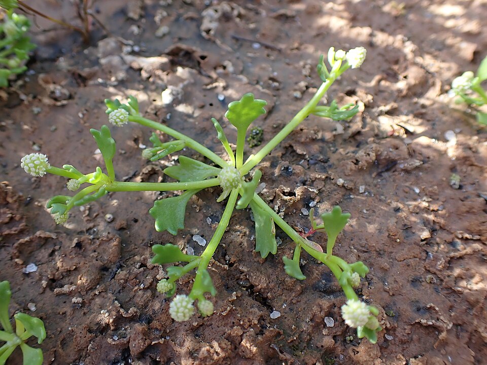 Hydrocotyle (water pennyworts) (alternate view 9)