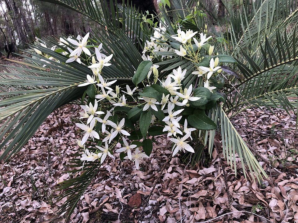 Clematis pubescens (Common Clematis) (alternate view 10)