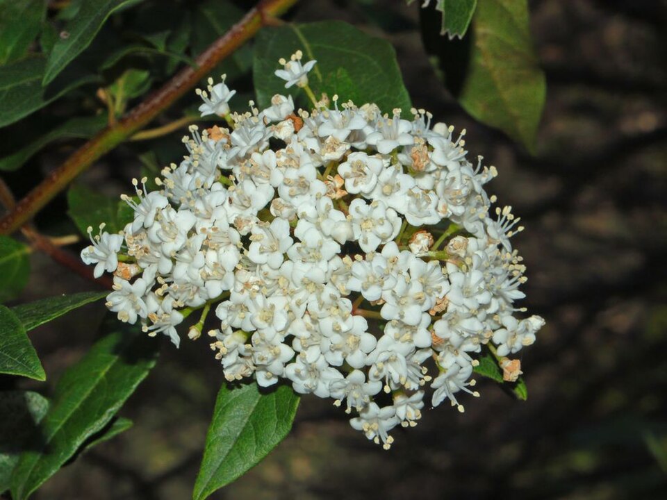 Viburnum tinus (Viburnum tinus) (alternate view 9)