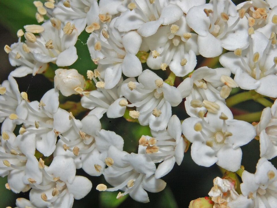 Viburnum tinus (Viburnum tinus) (alternate view 10)