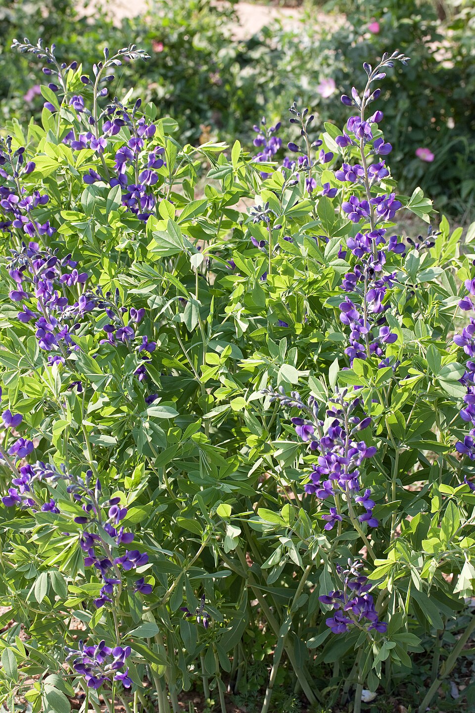 Baptisia australis (Blue Wild Indigo) (alternate view 9)