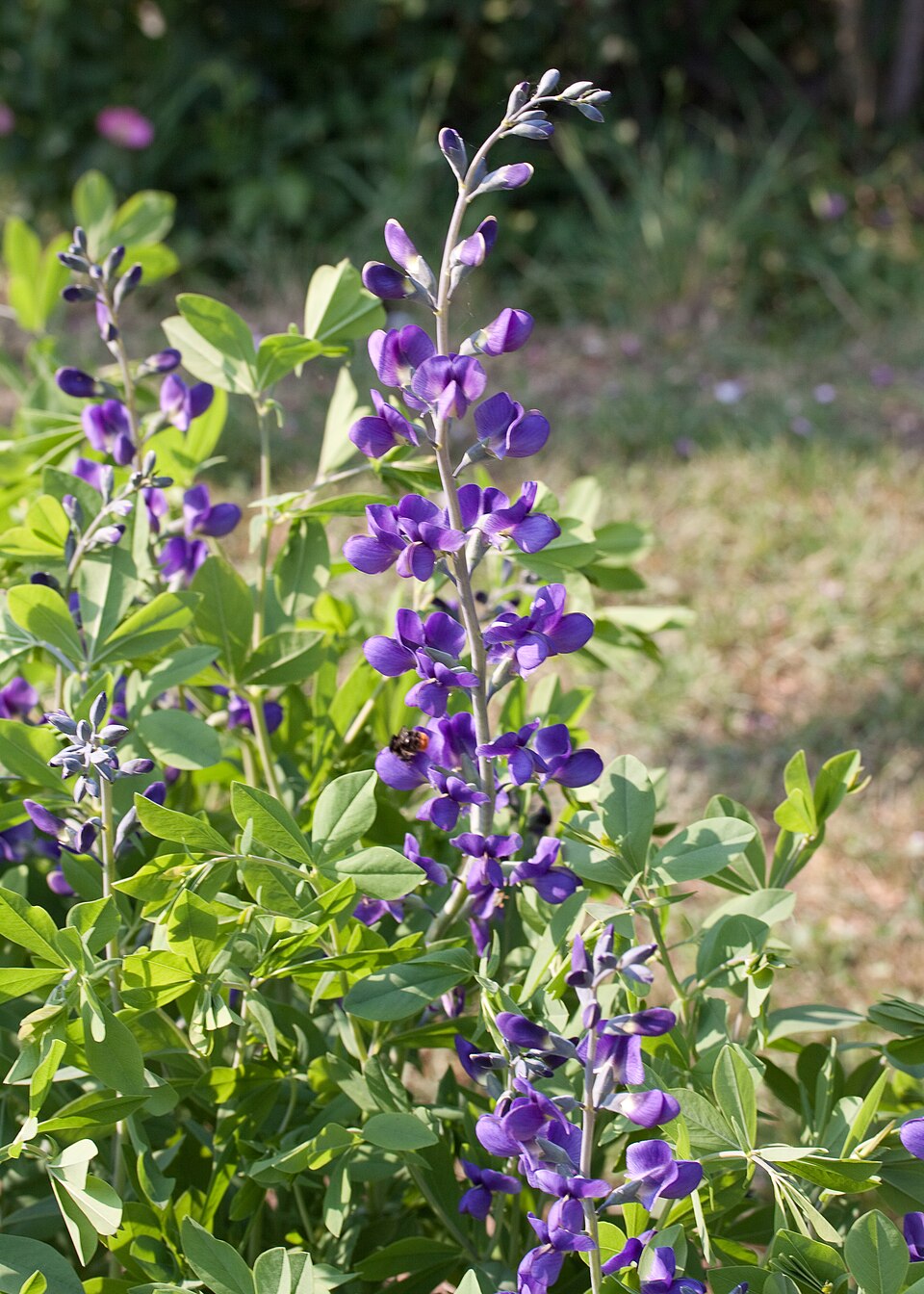 Baptisia australis (Blue Wild Indigo) (alternate view 10)
