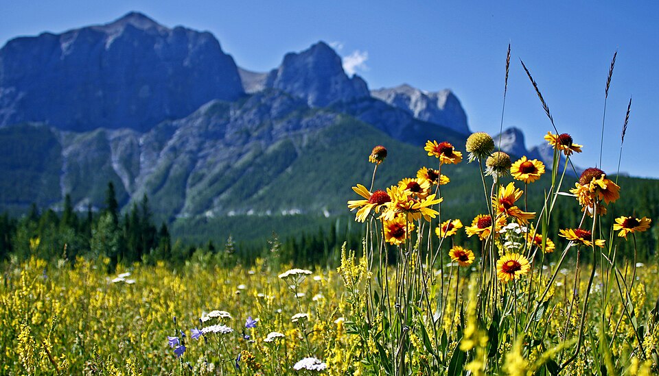 Gaillardia (Blanketflowers) (alternate view 2)