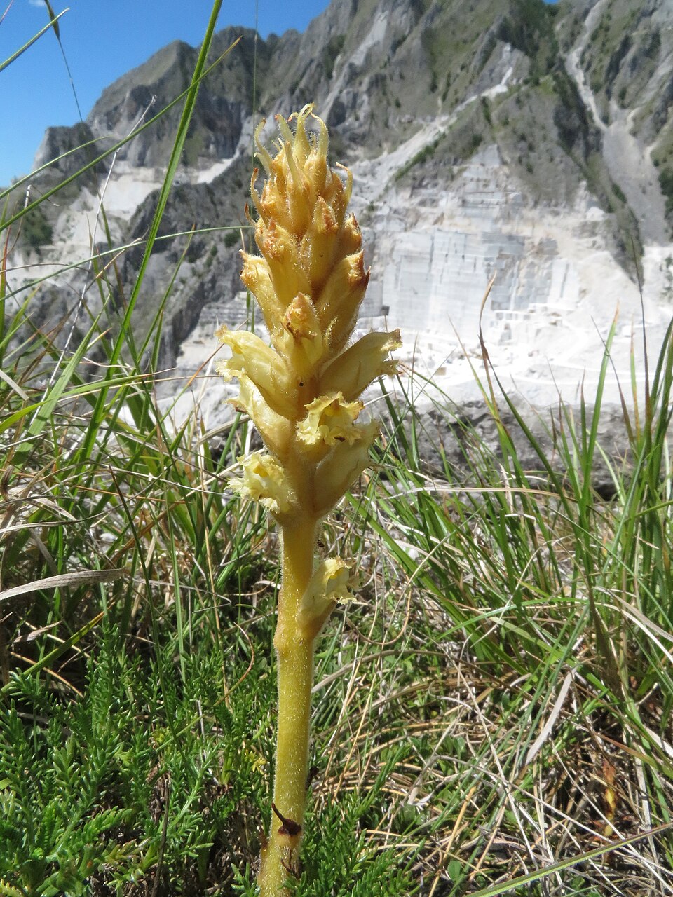 Orobanche (Broomrapes) (alternate view 6)