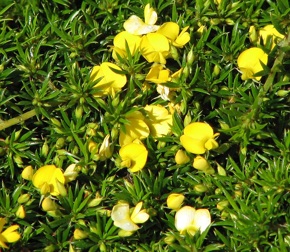 Pultenaea pedunculata (matted bush-pea)