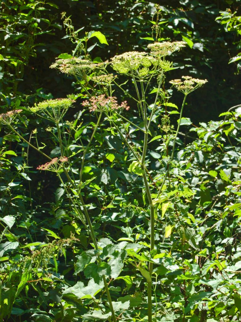 Heracleum sphondylium (hogweed)