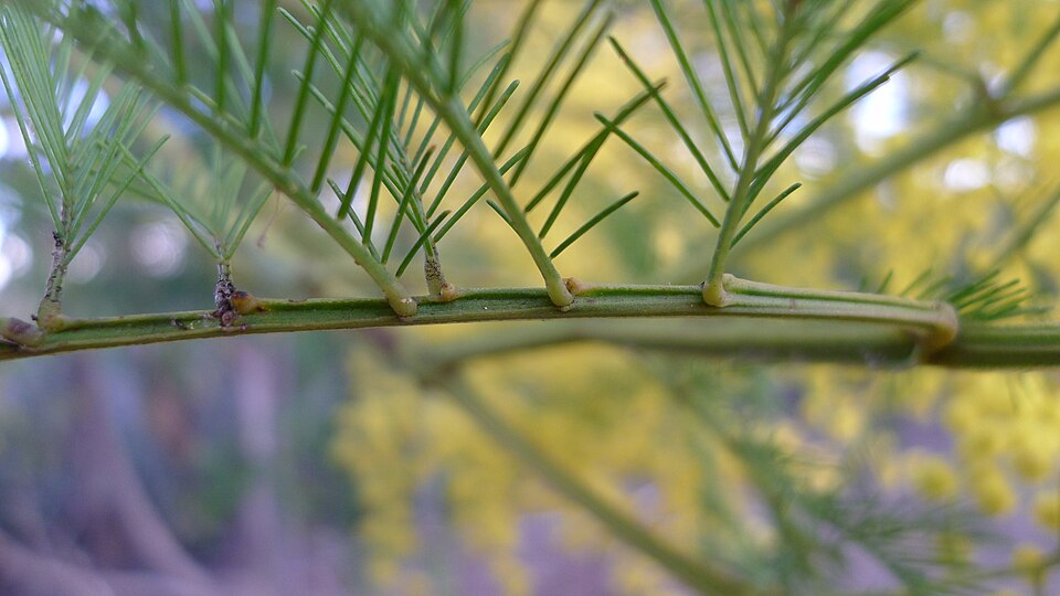 Acacia decurrens (Sydney green wattle) (alternate view 4)