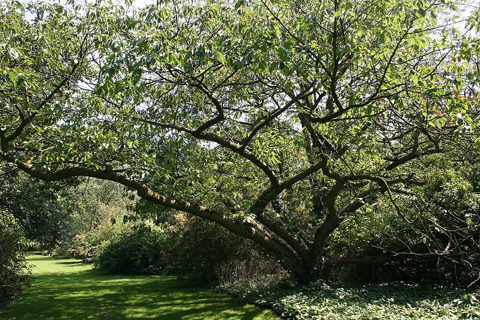 Prunus serrulata ((in the Sato-Zakura group)) (alternate view 9)