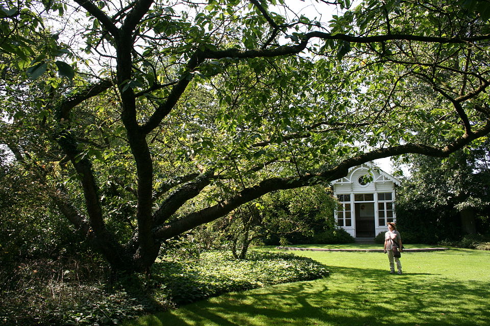 Prunus serrulata ((in the Sato-Zakura group)) (alternate view 10)