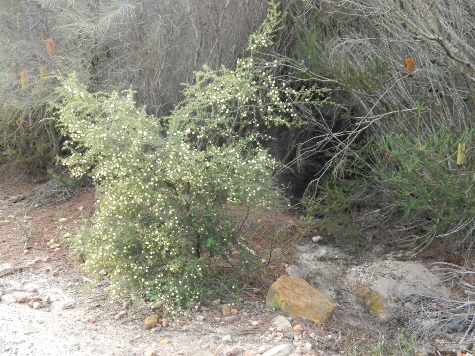 Acacia ulicifolia (juniper wattle)