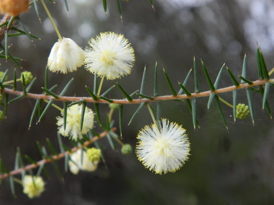 Acacia ulicifolia (juniper wattle) (alternate view 2)