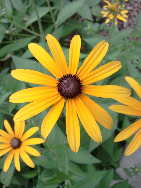 Rudbeckia fulgida (Black-eyed Susan) (alternate view 11)