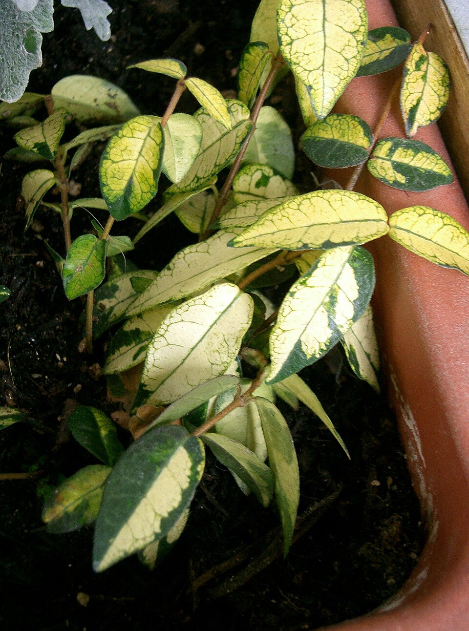 Trachelospermum asiaticum (Asiatic Jasmine) (alternate view 7)